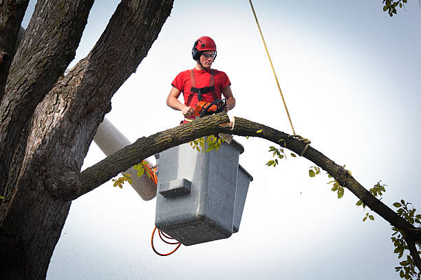 How Our Tree Care Process Works  in  Boulevard Gardens, FL